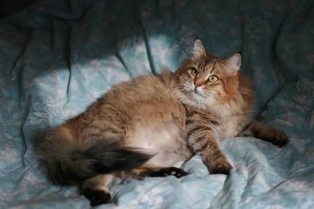 fiamurinneripregnant84201612.jpg