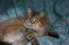 fiamurinneripregnant84201613_small.jpg
