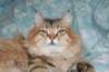 fiamurinneripregnant84201614_small.jpg