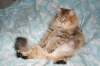 fiamurinneripregnant84201615_small.jpg