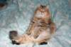 fiamurinneripregnant84201616_small.jpg