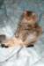 fiamurinneripregnant84201617_small.jpg