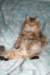 fiamurinneripregnant84201618_small.jpg