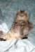 fiamurinneripregnant84201619_small.jpg