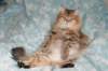 fiamurinneripregnant84201620_small.jpg