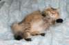 fiamurinneripregnant8420162_small.jpg