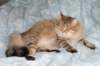 fiamurinneripregnant8420163_small.jpg