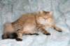 fiamurinneripregnant8420164_small.jpg