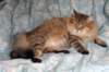 fiamurinneripregnant8420166_small.jpg