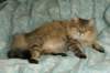 fiamurinneripregnant8420167_small.jpg