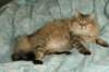 fiamurinneripregnant8420168_small.jpg