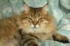 fiamurinneripregnant8420169_small.jpg
