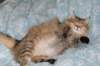 fiamurinneripregnant842016_small.jpg