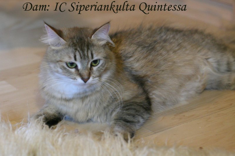damicsiperiankultaquintessabeautifulandtypicalsiberiancatfemalewithlovelycharacter.jpg