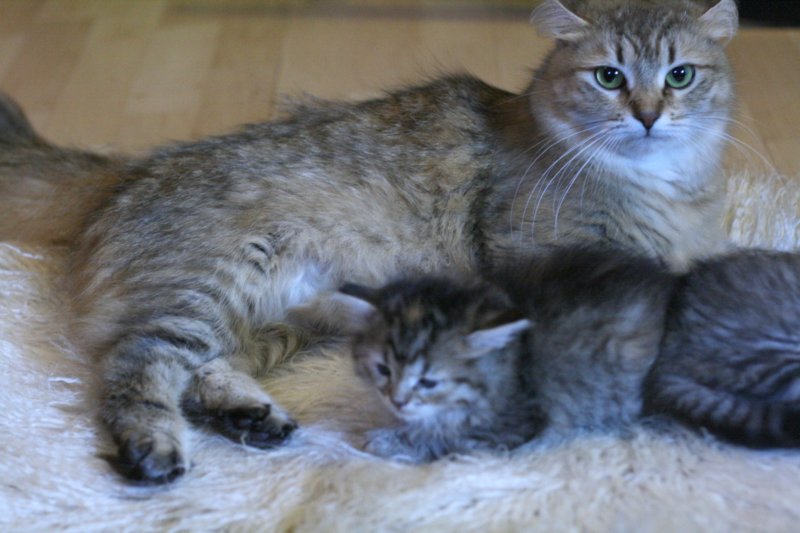 damicsiperiankultaquintessabeautifulandtypicalsiberiancatfemalewithlovelycharacter2.jpg
