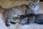 damicsiperiankultaquintessabeautifulandtypicalsiberiancatfemalewithlovelycharacter2_small.jpg
