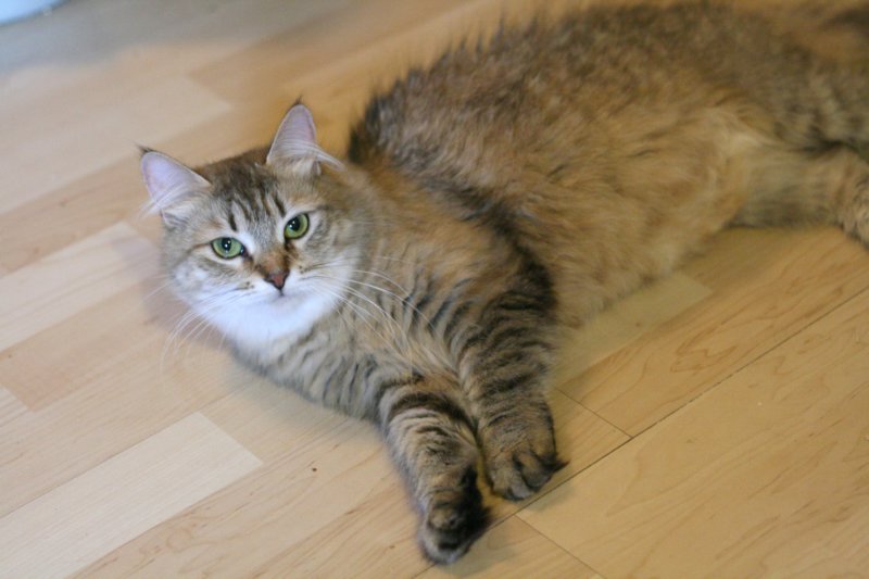damicsiperiankultaquintessabeautifulandtypicalsiberiancatfemalewithlovelycharacter4.jpg