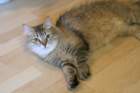 damicsiperiankultaquintessabeautifulandtypicalsiberiancatfemalewithlovelycharacter4_small.jpg