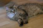 damicsiperiankultaquintessabeautifulandtypicalsiberiancatfemalewithlovelycharacter5_small.jpg