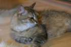 damicsiperiankultaquintessabeautifulandtypicalsiberiancatfemalewithlovelycharacter6_small.jpg