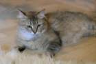 damicsiperiankultaquintessabeautifulandtypicalsiberiancatfemalewithlovelycharacter7_small.jpg