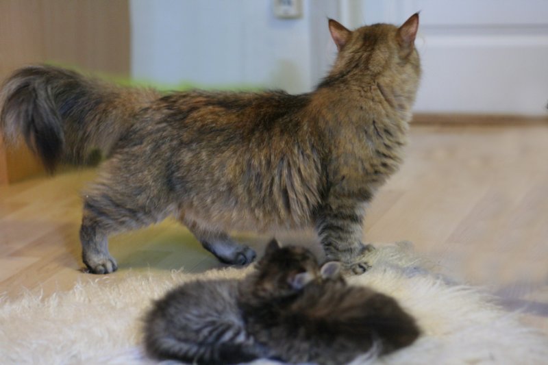 damicsiperiankultaquintessabeautifulandtypicalsiberiancatfemalewithlovelycharacter8.jpg