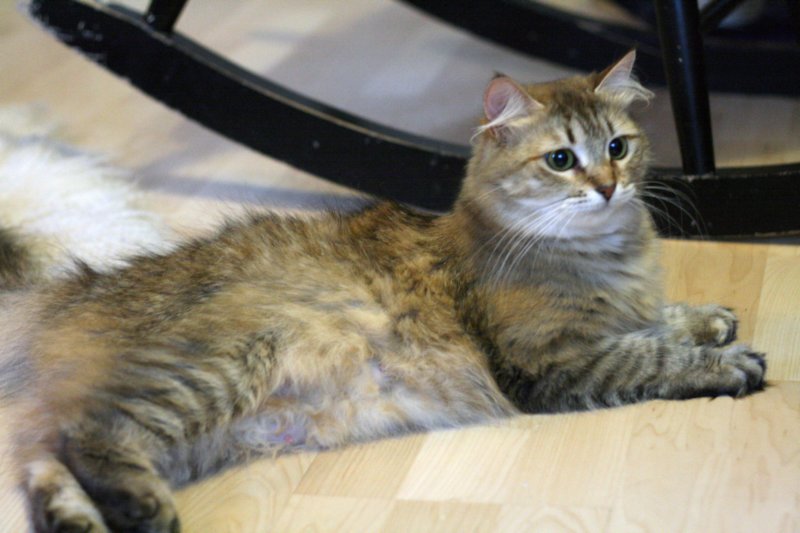 damicsiperiankultaquintessabeautifulandtypicalsiberiancatfemalewithlovelycharacter9.jpg