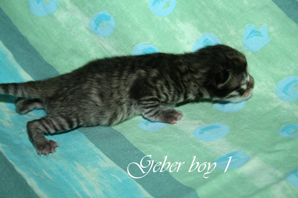 geberboy1b.jpg