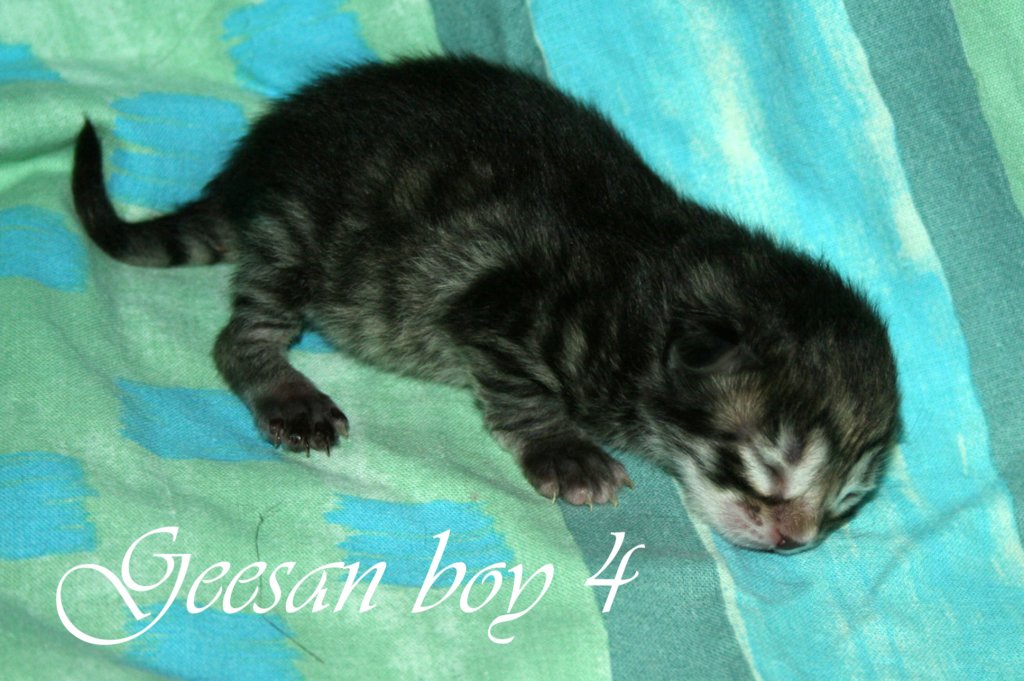 geesanboy4c.jpg