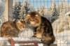 gicamurinesraandchamuringolda11_small.jpg