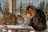 gicamurinesraandchamuringolda16_small.jpg