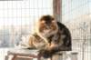 gicamurinesraandchamuringolda36_small.jpg