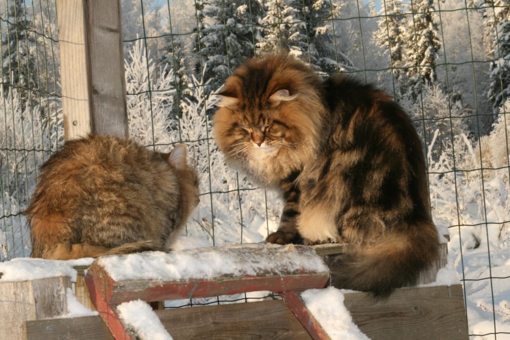 gicamurinesraandchamuringolda8.jpg