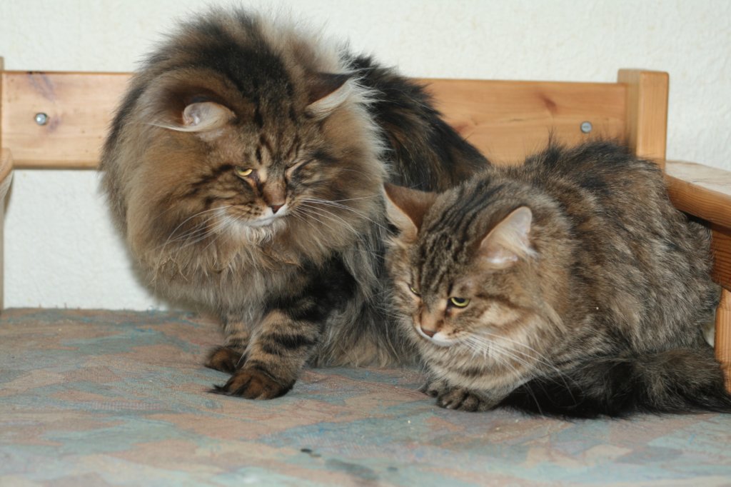 gicamurinesraandchamuringoldatheirdate.jpg