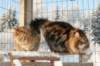 gicamurinesraandchamuringoldatheirdate16_small.jpg