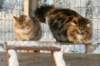 gicamurinesraandchamuringoldatheirdate17_small.jpg