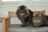 gicamurinesraandchamuringoldatheirdate6_small.jpg