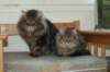 gicamurinesraandchamuringoldatheirdate7_small.jpg