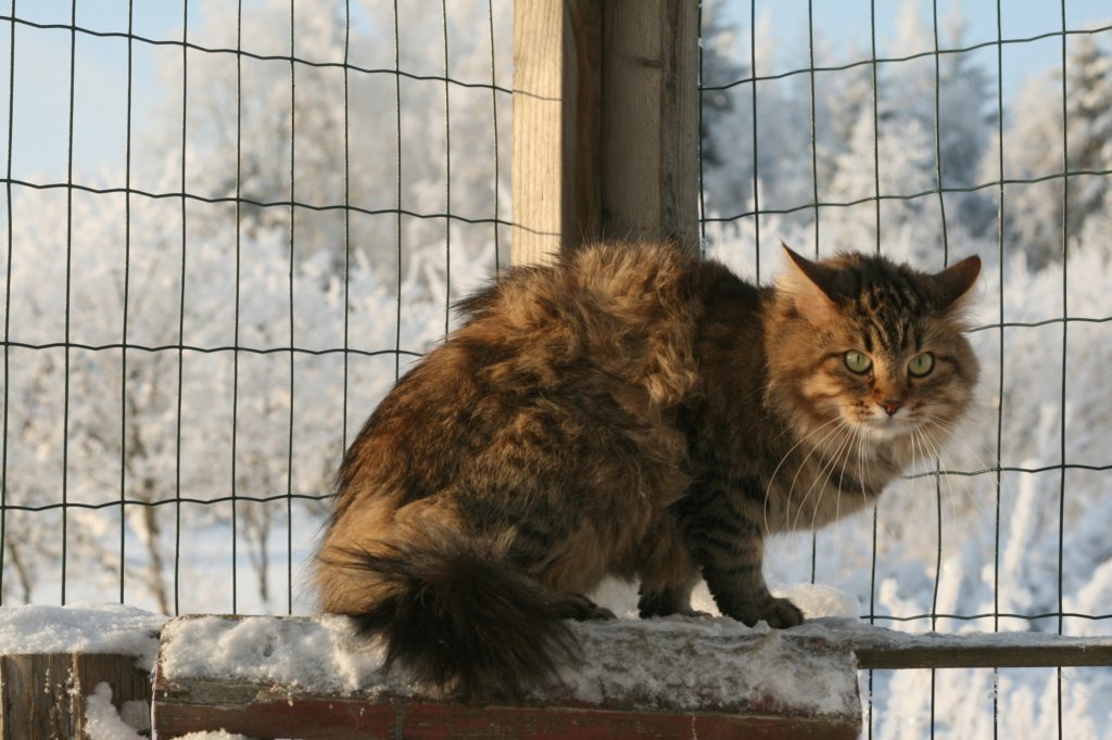 golda.jpg