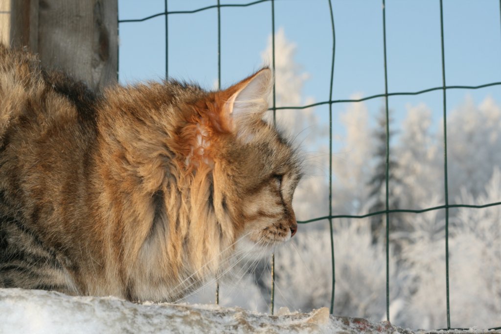 golda11.jpg