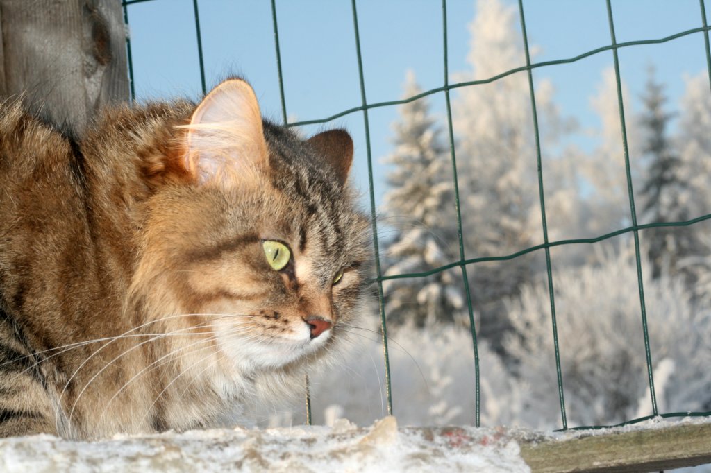 golda12.jpg