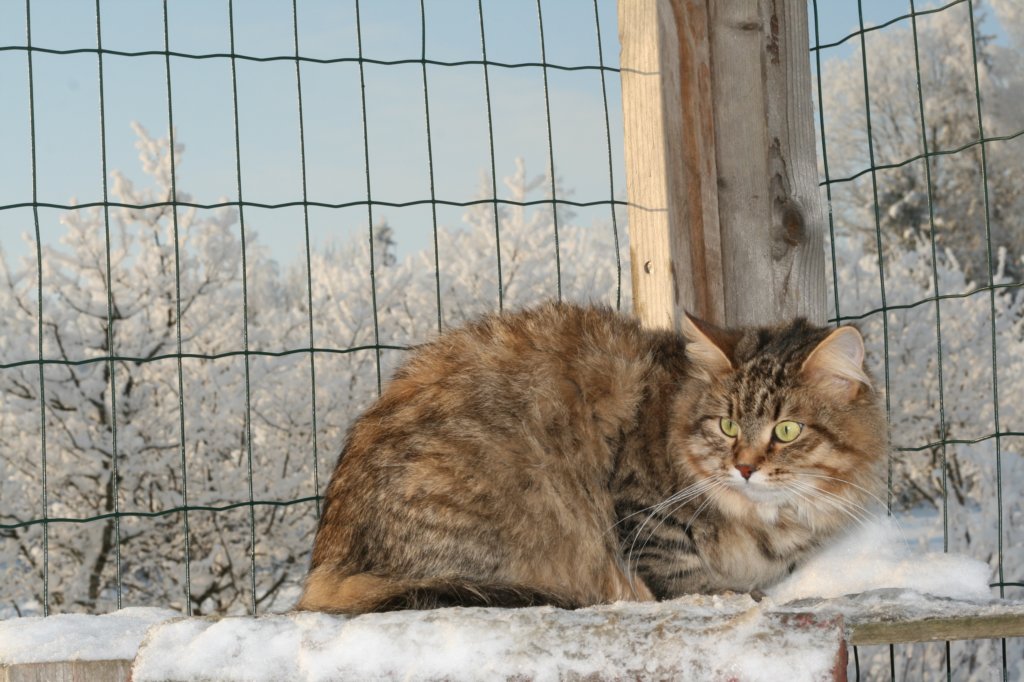 golda13.jpg