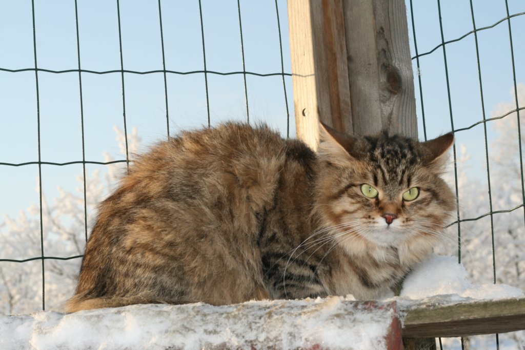 golda15.jpg