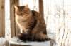 golda17_small.jpg