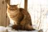 golda18_small.jpg