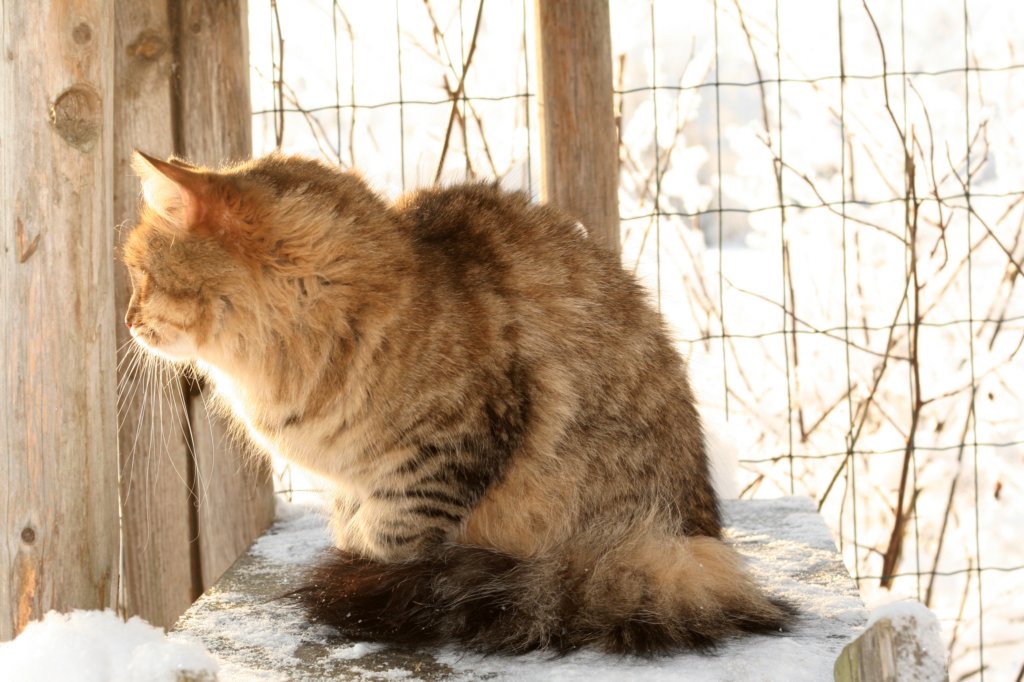golda19.jpg