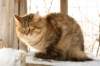 golda20_small.jpg