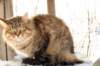 golda21_small.jpg