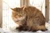 golda23_small.jpg