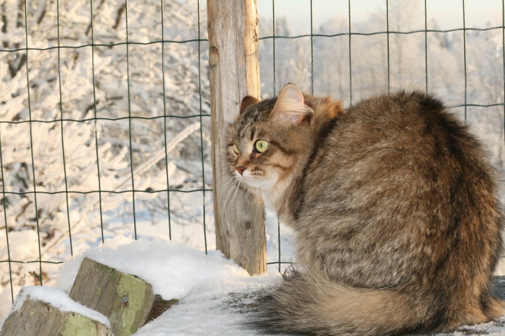 golda25.jpg